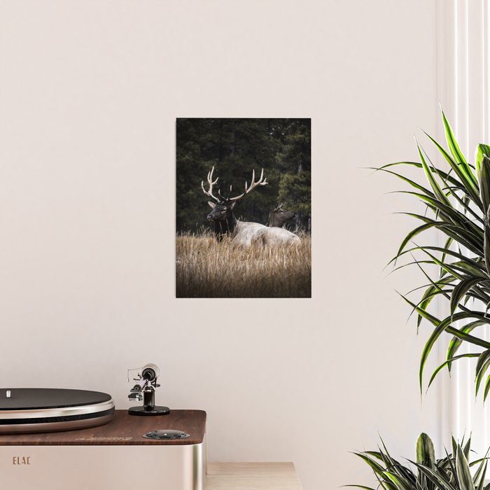 Two Elk in the Canadian Rocky Mountains Poster Gallery Image 2