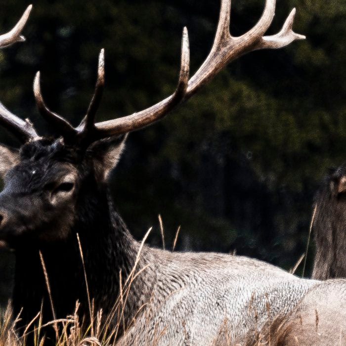 Two Elk in the Canadian Rocky Mountains Coffee Mug Gallery Image 2