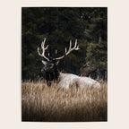 Two Elk in the Canadian Rocky Mountains Poster Gallery Image 4