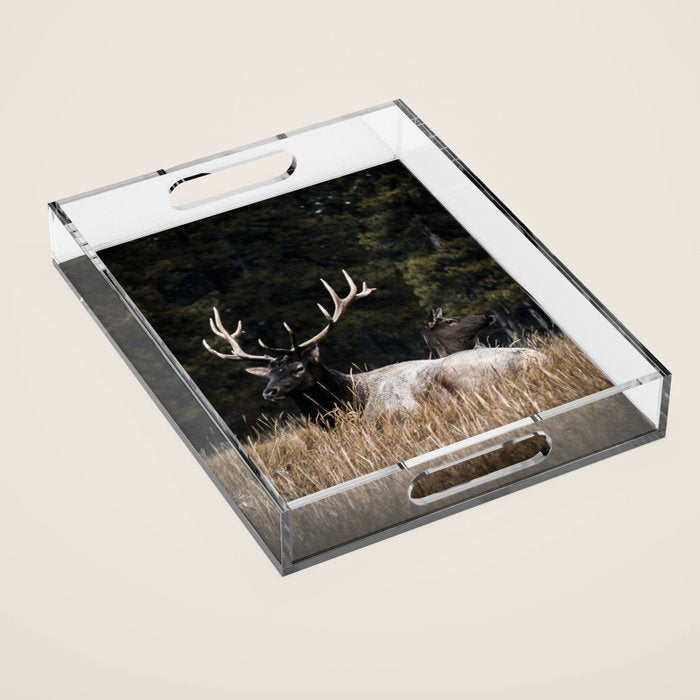 Two Elk in the Canadian Rocky Mountains Acrylic Tray Gallery Image 1