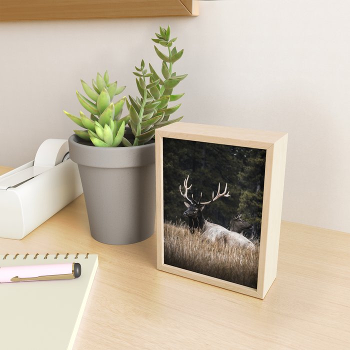 Two Elk in the Canadian Rocky Mountains Mini Art Print Gallery Image 2
