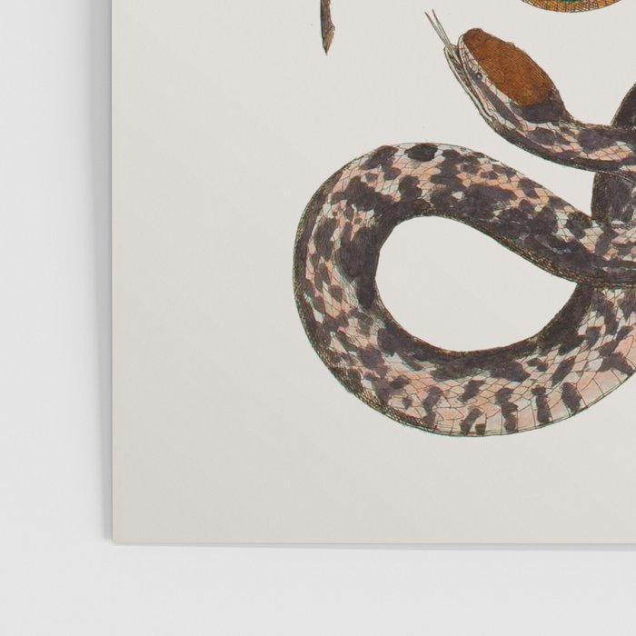 Snakes Birds Sunflower Art Print by Albertus Seba Poster Gallery Image 3