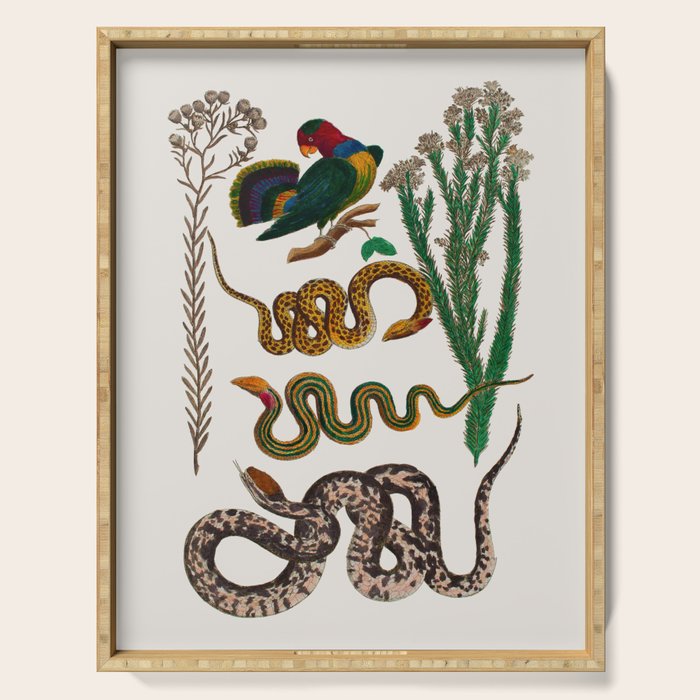 Snakes Birds Sunflower Art Print by Albertus Seba Serving Tray Gallery Image 1