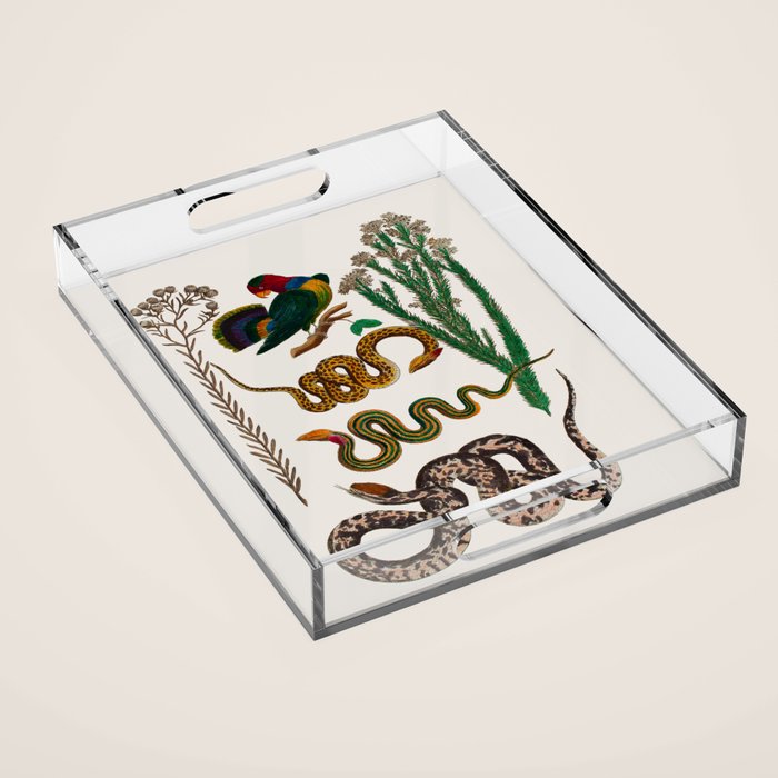 Snakes Birds Sunflower Art Print by Albertus Seba Acrylic Tray Gallery Image 1