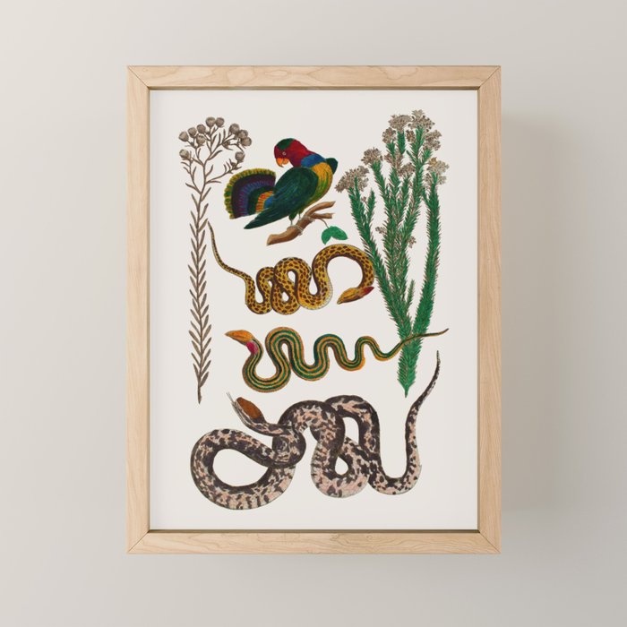 Snakes Birds Sunflower Art Print by Albertus Seba Mini Art Print Gallery Image 1