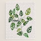 Monstera obliqua interior plant Jigsaw Puzzle Gallery Image 1