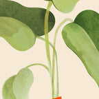 Beginnings / Plant Study Series Coffee Mug Gallery Image 2