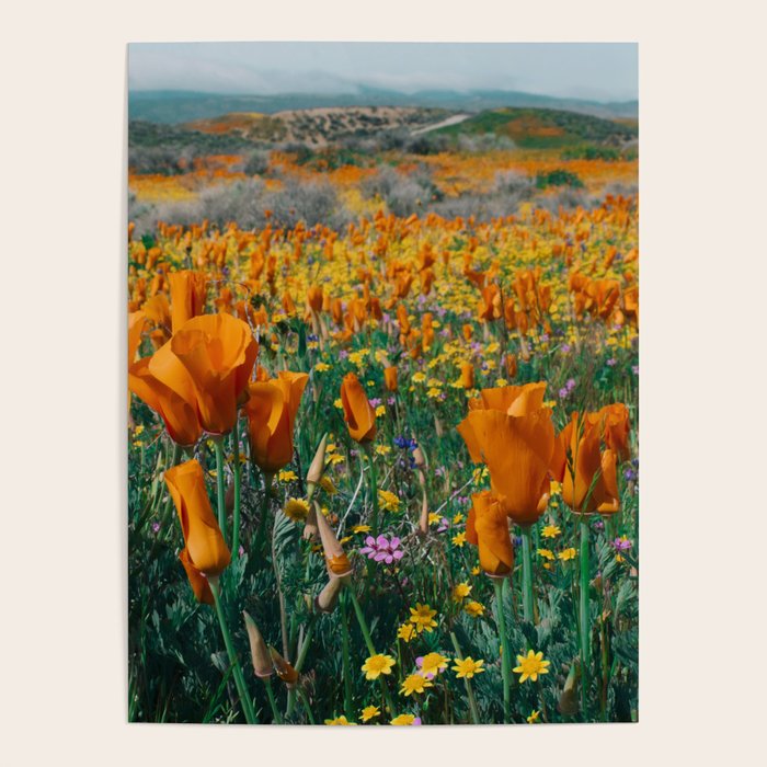 Wildflower Poppy Superbloom Poster Gallery Image 4
