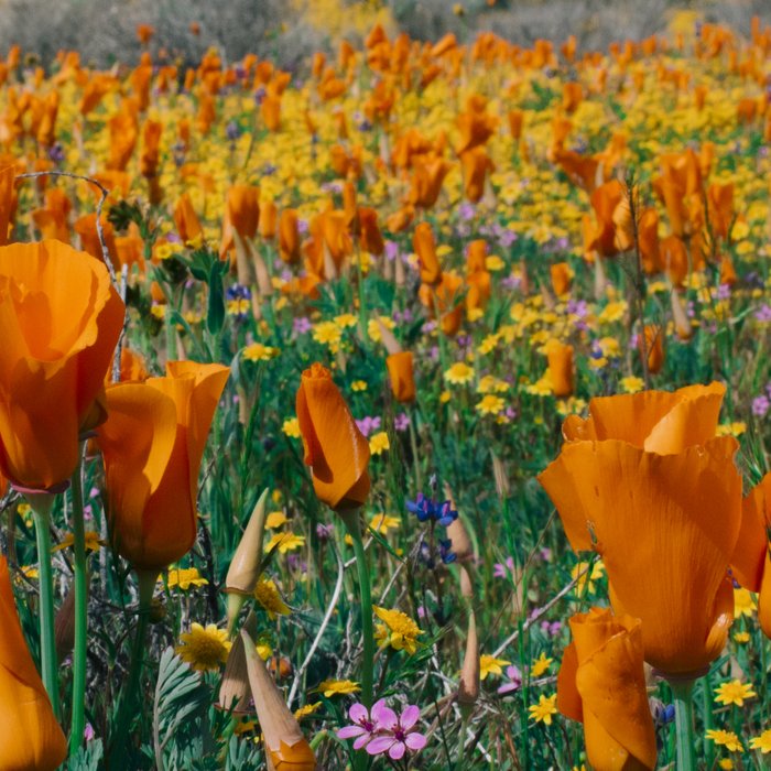 Wildflower Poppy Superbloom Coffee Mug Gallery Image 2