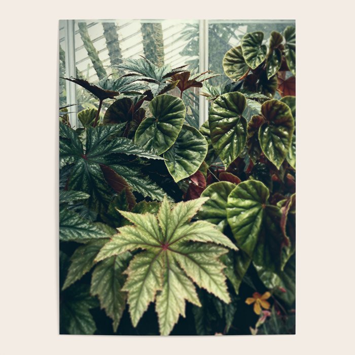 Beautiful Begonias Poster Gallery Image 4