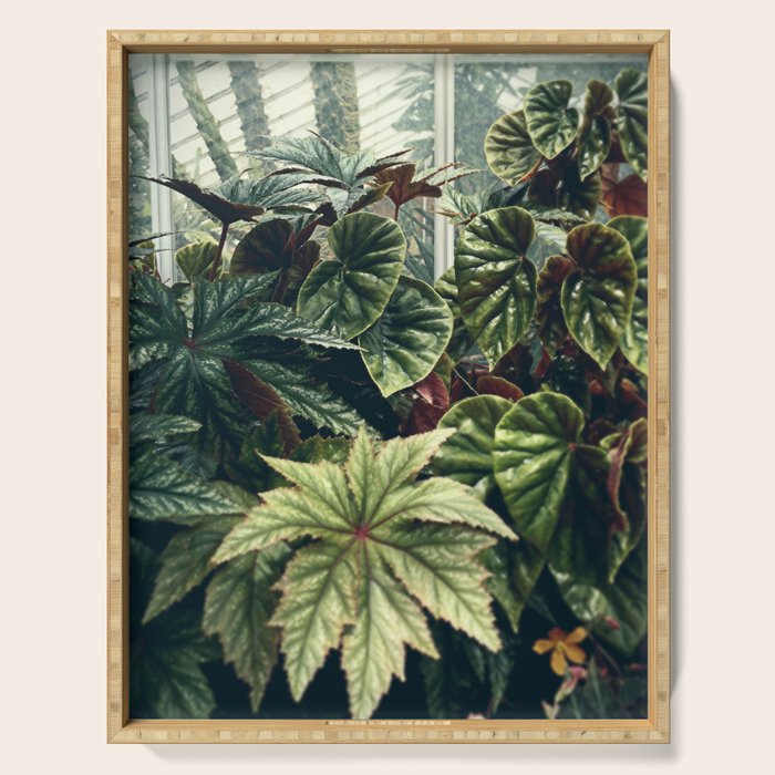 Beautiful Begonias Serving Tray Gallery Image 1