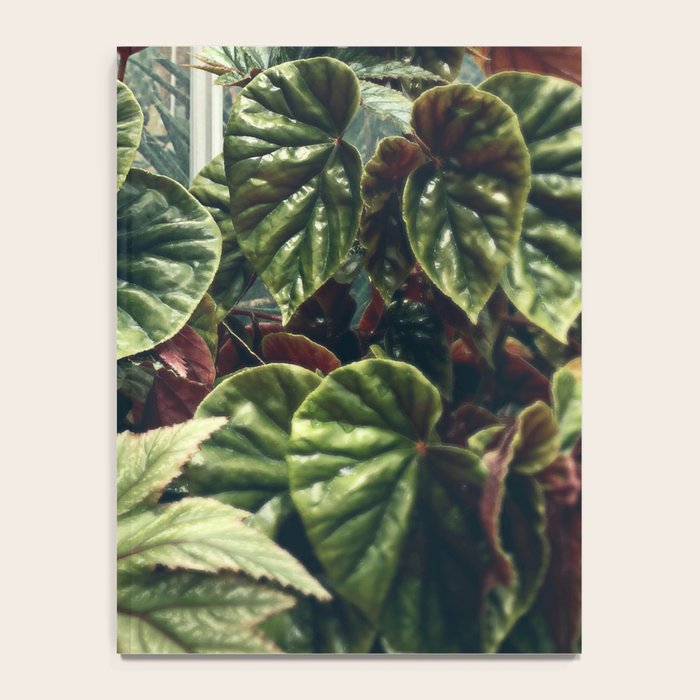 Beautiful Begonias Notebook Gallery Image 4