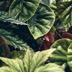Beautiful Begonias Coffee Mug Gallery Image 2