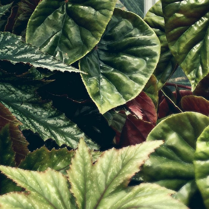 Beautiful Begonias Coffee Mug Gallery Image 2