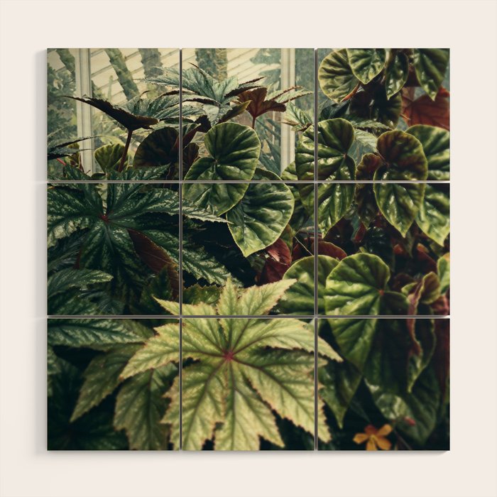Beautiful Begonias Wood Wall Art Gallery Image 1