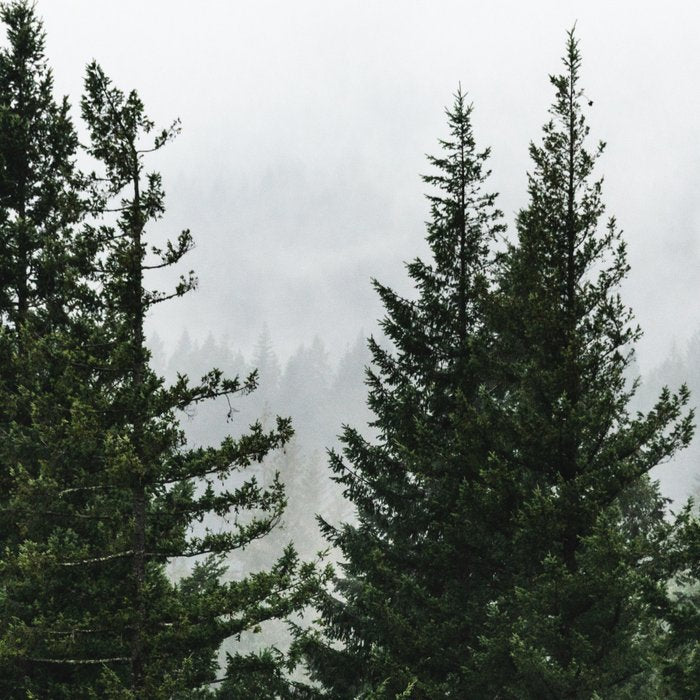 Wanderlust Forest V - Mountain Adventure in Foggy Woods Coffee Mug Gallery Image 2