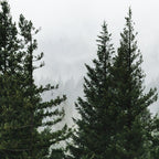 Wanderlust Forest V - Mountain Adventure in Foggy Woods Coffee Mug Gallery Image 2