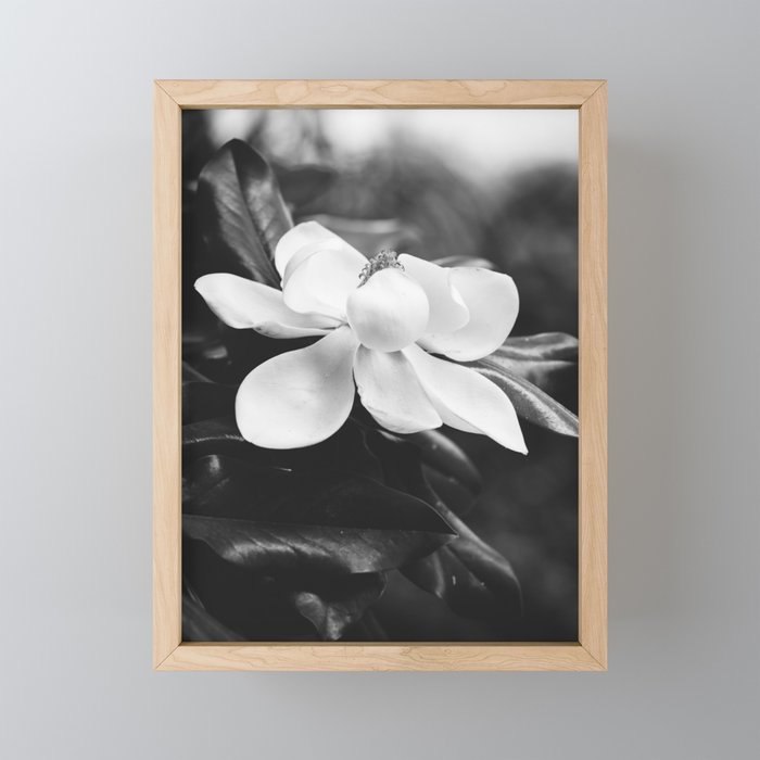 Magnolia Mini Art Print Gallery Image 1