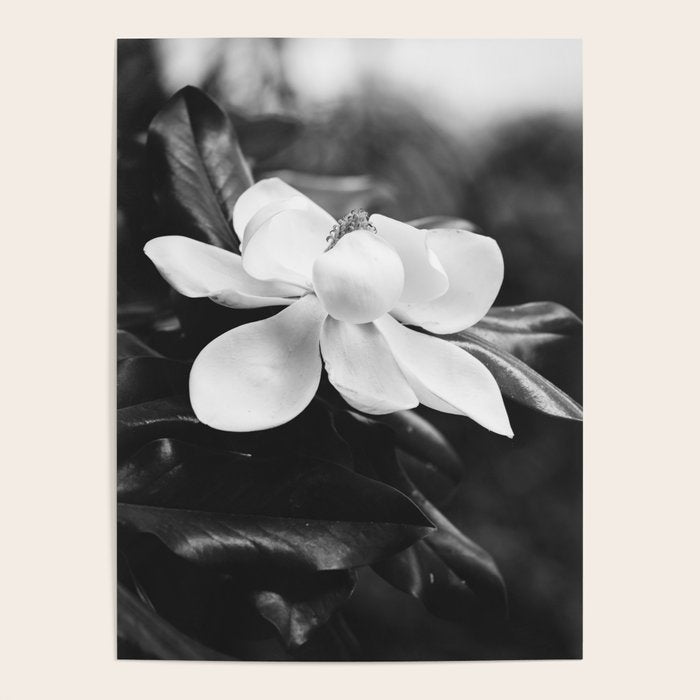 Magnolia Poster Gallery Image 1