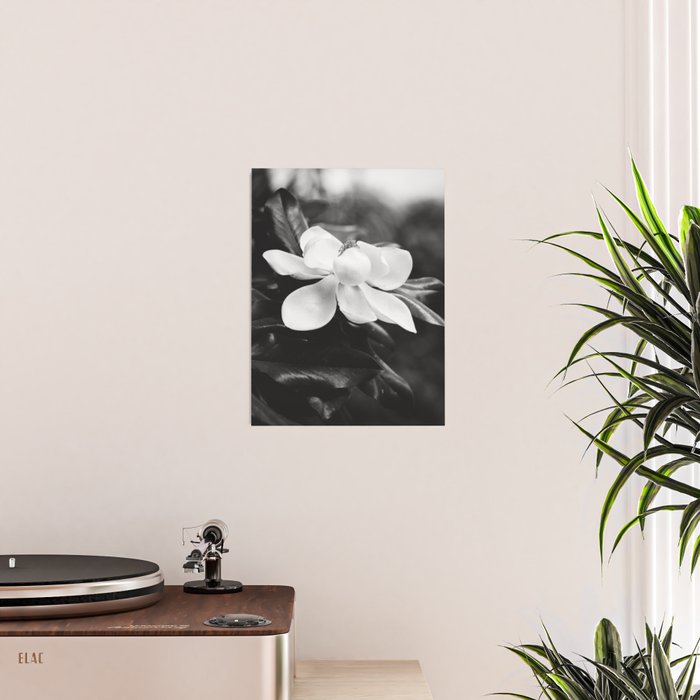 Magnolia Poster Gallery Image 2