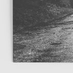 Redwood Forest Adventure Black and White - Nature Photography Poster Gallery Image 3