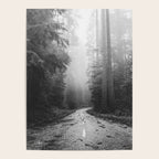 Redwood Forest Adventure Black and White - Nature Photography Poster Gallery Image 4