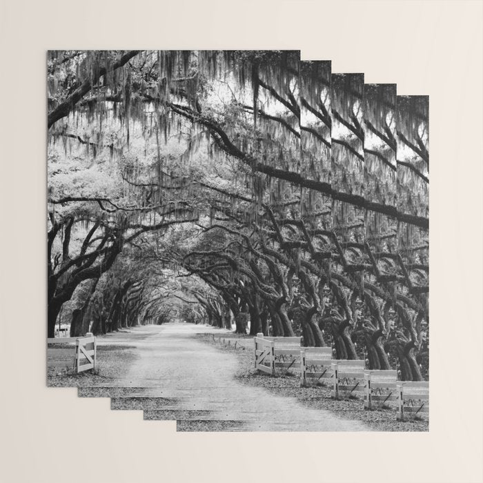 Spanish Moss on Southern Live Oak Trees black and white photograph / black and white art photography Wrapping Paper Gallery Image 3