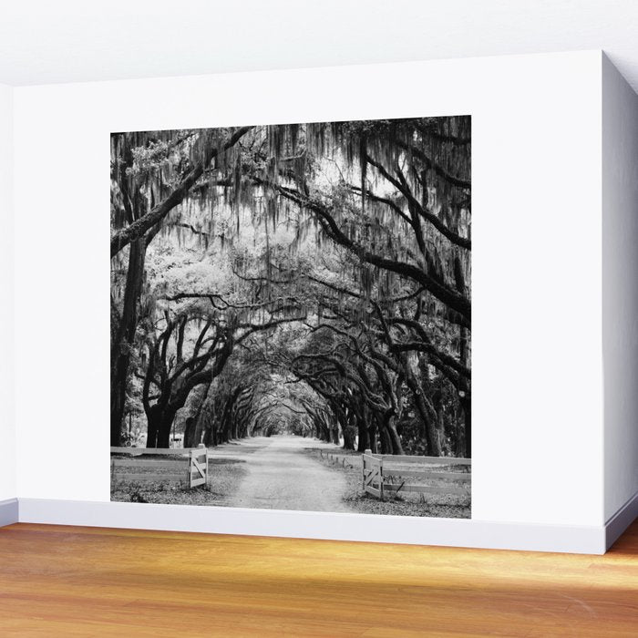 Spanish Moss on Southern Live Oak Trees black and white photograph / black and white art photography Wall Mural Gallery Image 2