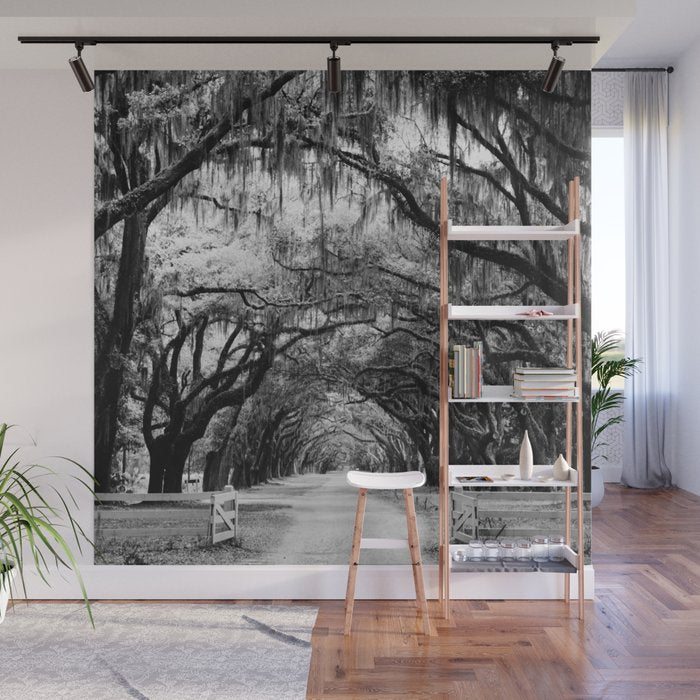 Spanish Moss on Southern Live Oak Trees black and white photograph / black and white art photography Wall Mural Gallery Image 1