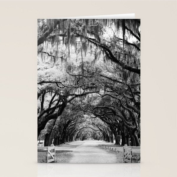 Spanish Moss on Southern Live Oak Trees black and white photograph / black and white art photography Stationery Card Gallery Image 1