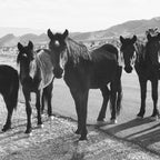 Cold Creek Horse Crew Coffee Mug Gallery Image 2