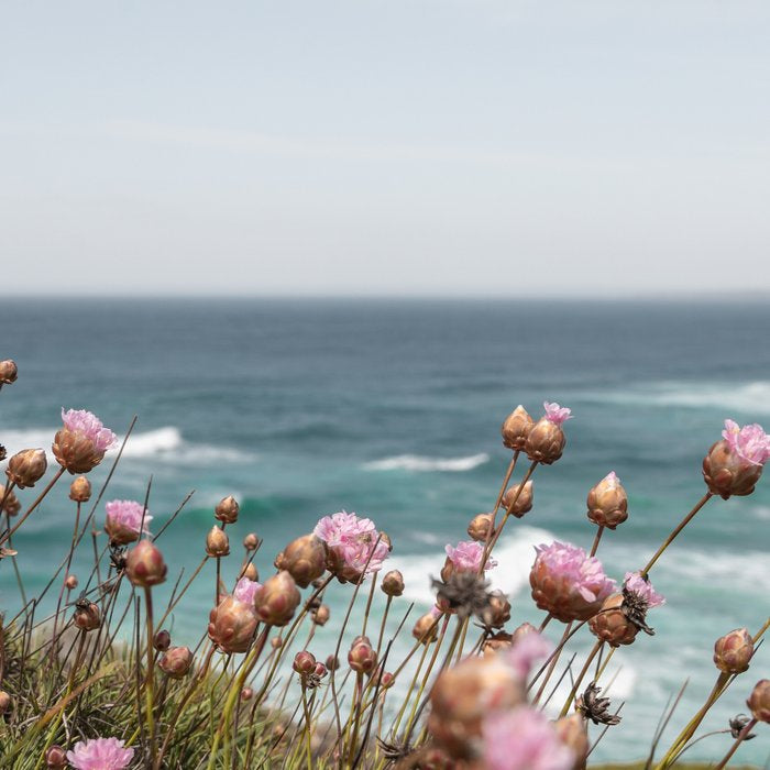 Pink Flowers by the Ocean | Travel Photography in Portugal Art Print | Summer at Bordeira Beach Coffee Mug Gallery Image 2