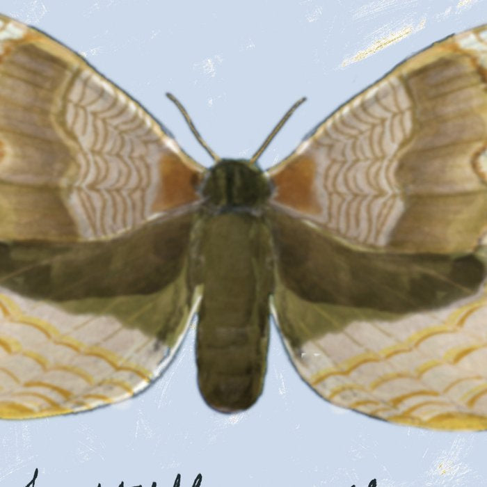 Butterfly Moth on Soft Sky Coffee Mug Gallery Image 2