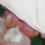 Light Pink Roses Comforter Gallery Image 4