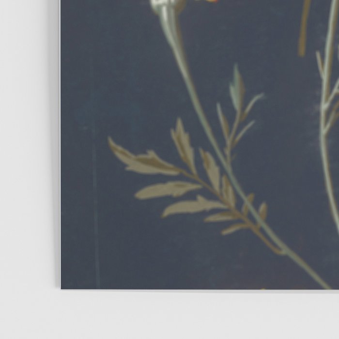 Vintage Marigolds Poster Gallery Image 3