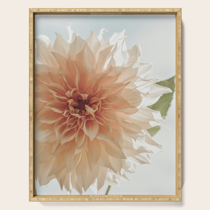 Oh Hello happy pink dahlia flower photograph Serving Tray Gallery Image 1