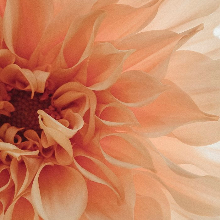 Oh Hello happy pink dahlia flower photograph Coffee Mug Gallery Image 2