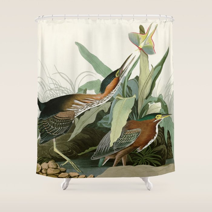 Green Heron - John James Audubon Birds of America Shower Curtain Gallery Image 1