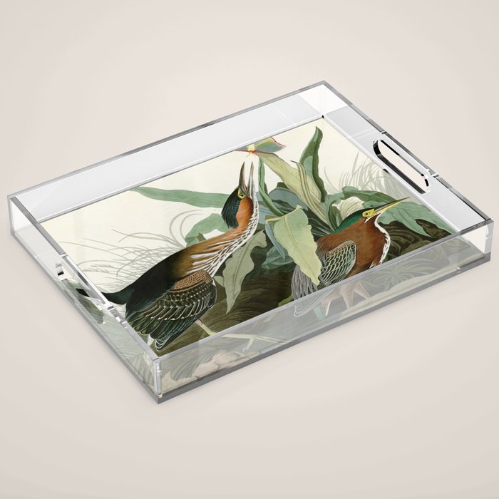 Green Heron - John James Audubon Birds of America Acrylic Tray Gallery Image 1