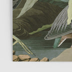 Green Heron - John James Audubon Birds of America Poster Gallery Image 3