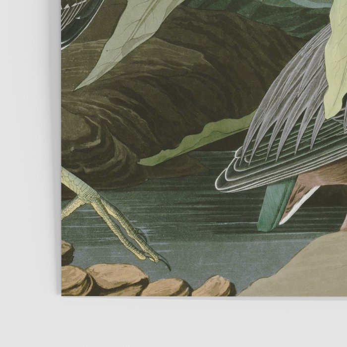 Green Heron - John James Audubon Birds of America Poster Gallery Image 3