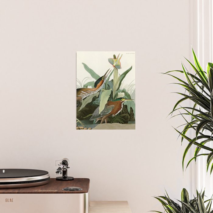 Green Heron - John James Audubon Birds of America Poster Gallery Image 2