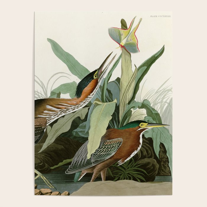 Green Heron - John James Audubon Birds of America Poster Gallery Image 1