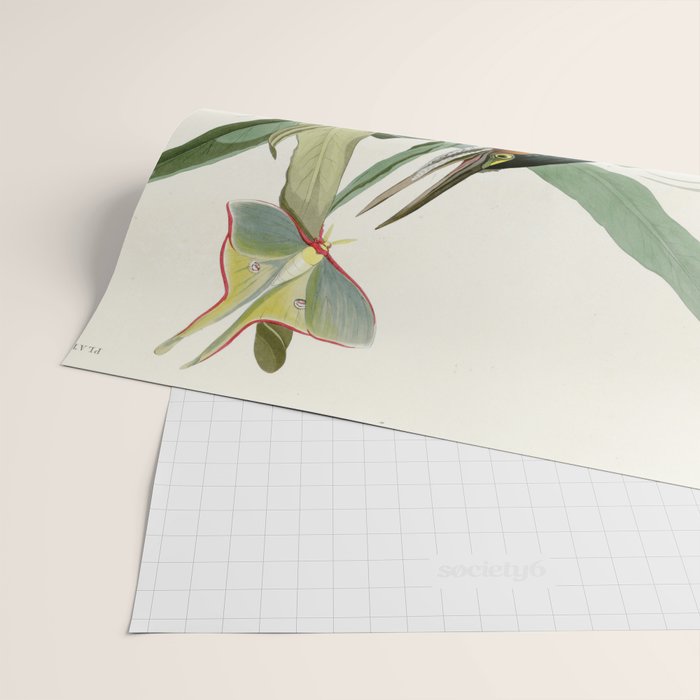 Green Heron - John James Audubon Birds of America Wrapping Paper Gallery Image 2