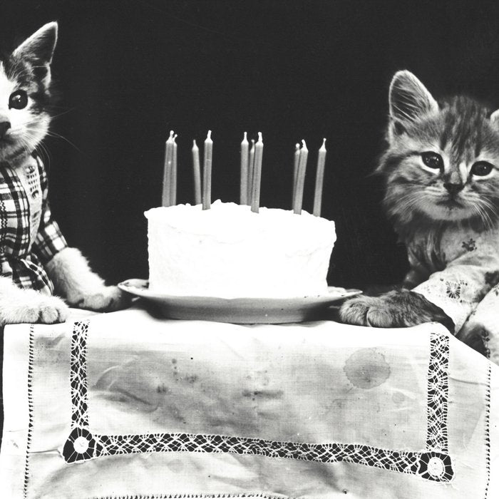 Vintage Let them eat cake kittens with cake and candles funny humorous black and white photograph Coffee Mug Gallery Image 2