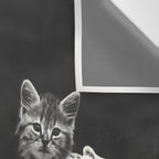 Vintage Let them eat cake kittens with cake and candles funny humorous black and white photograph Wall Tapestry Gallery Image 3