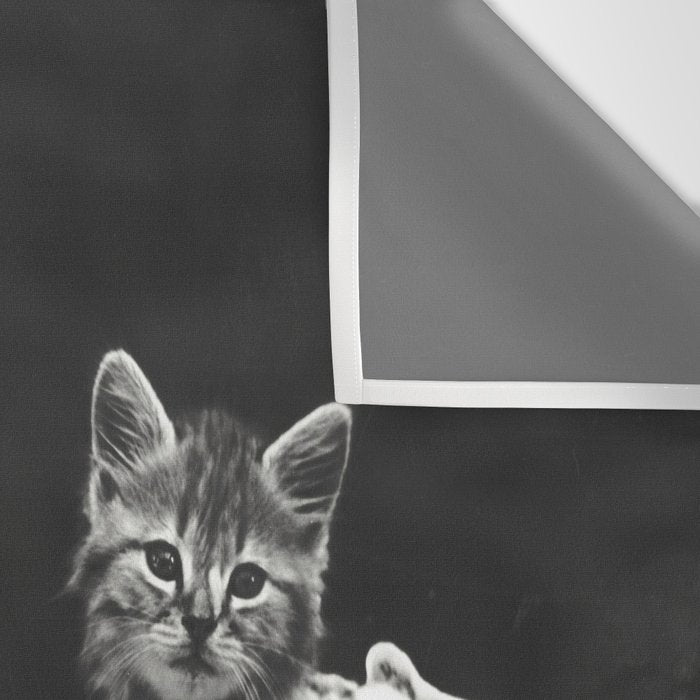 Vintage Let them eat cake kittens with cake and candles funny humorous black and white photograph Wall Tapestry Gallery Image 3