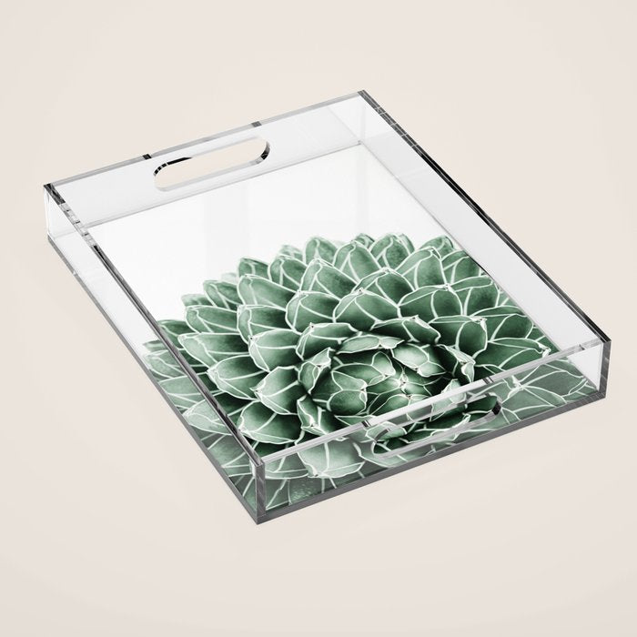 Succulent splendour Acrylic Tray Gallery Image 1