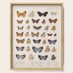 Vintage Scientific Insect Butterfly Moth Biological Hand Drawn Species Art Illustration Serving Tray Gallery Image 1