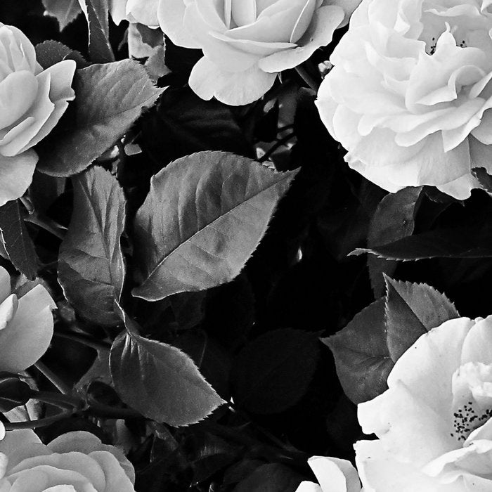 Black And White Roses Coffee Mug Gallery Image 2